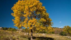 Jesen, Fraxinus excelsior