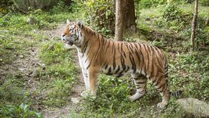 zoo ljubljana