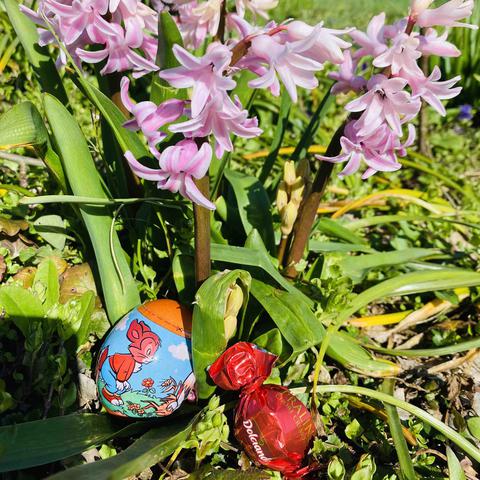 pirhi, lov na jajca, velika noč