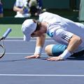 andy murray