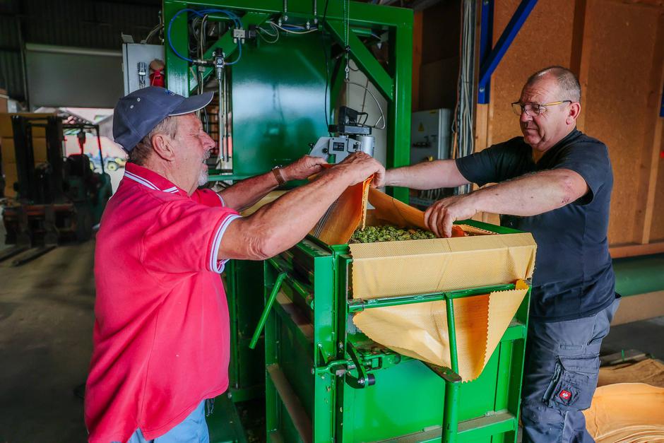 obiranje hmelja | Avtor: Saša Despot