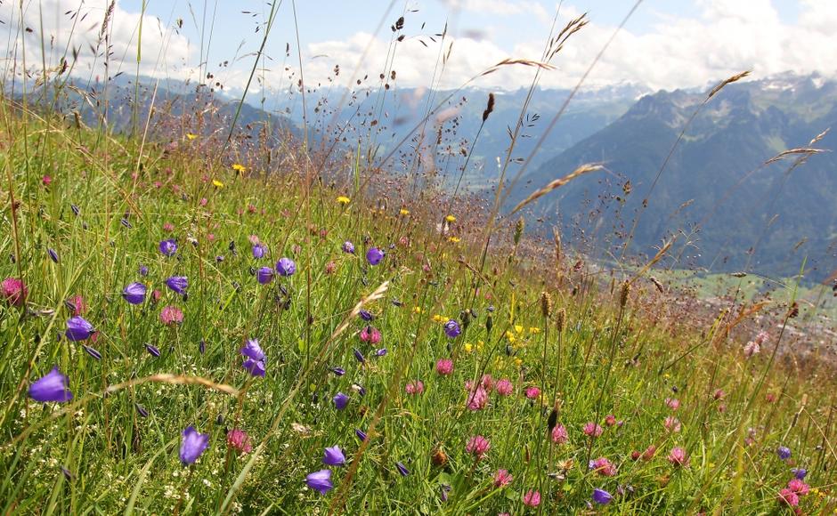 razno 08.04.14. tava, cvetoca trava, foto: shutterstock | Avtor: Shutterstock