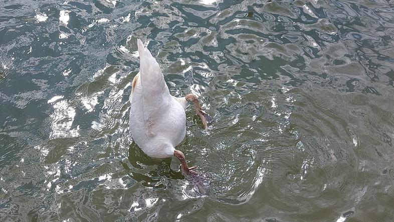 Zbiljsko jezero, Medvode