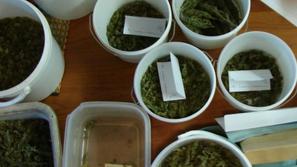 Laboratorij konoplje.