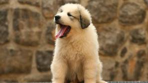 Pirenejski planinski pes