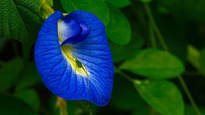 Modri metuljasti grah