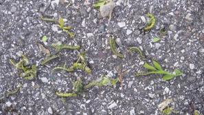 Pušpanova vešča - gosenice