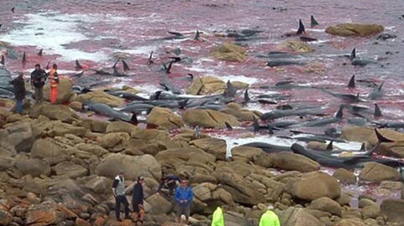 Kiti pogosto nasedejo in tragično končajo.
