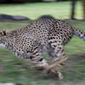 Gepard