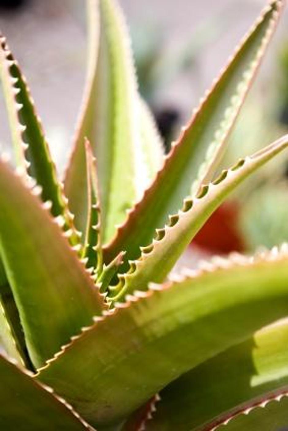 Aloe vera, "cesarica zdravilnih zelišč", danes doživlja neverjeten preporod. | Avtor: Žurnal24 main