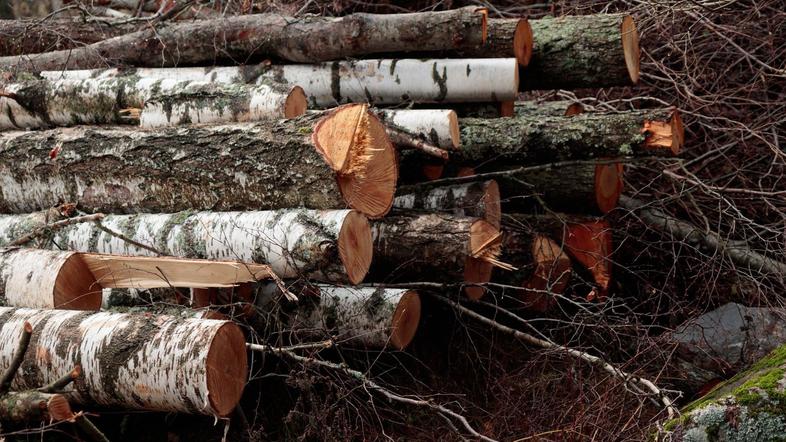 hlodi hlod spravlje les gozd