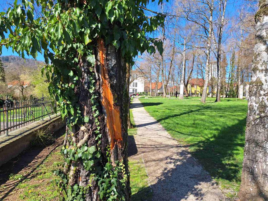 Prešernov gaj Kranj po neurju | Avtor: MOK