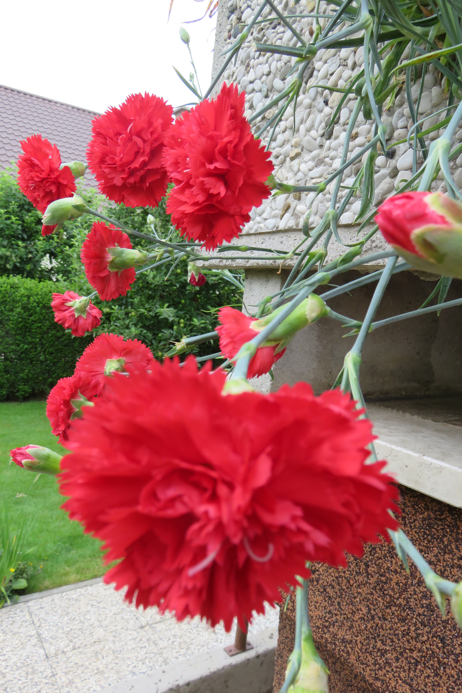 gorenjski nagelj, cvetje, Gorenjska | Avtor: Mira Petrič