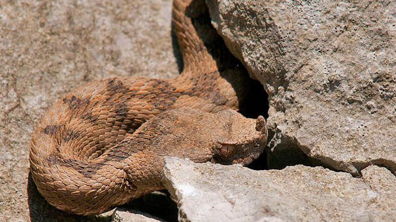 Strupene kače, ki živijo na naših tleh, so navadni gad, laški gad in modras – na