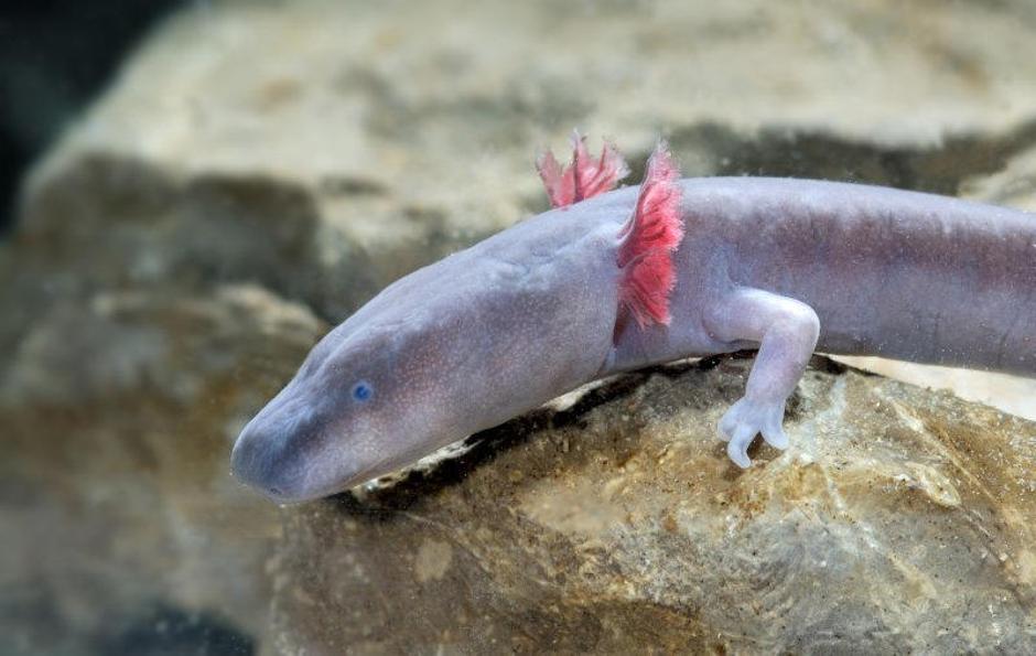 Mladi manager leta 2010 bo prejel skulpturo črne človeške ribice. (Foto: Mladi m | Avtor: Žurnal24 main