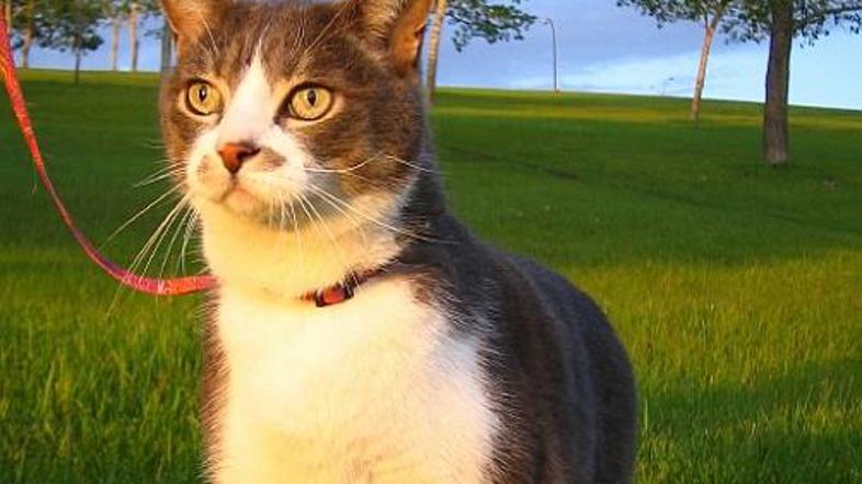 Mačji sprehod bo zelo verjetno trajal precej dlje kot sprehod s psom, a za trud 