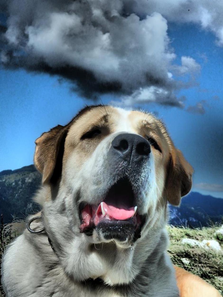 Srednjeazijski ovčar | Avtor: Igor Strnad - srednjeazijski ovčar