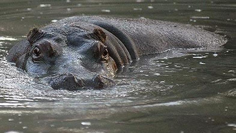 (Foto: AFP/GETTY)