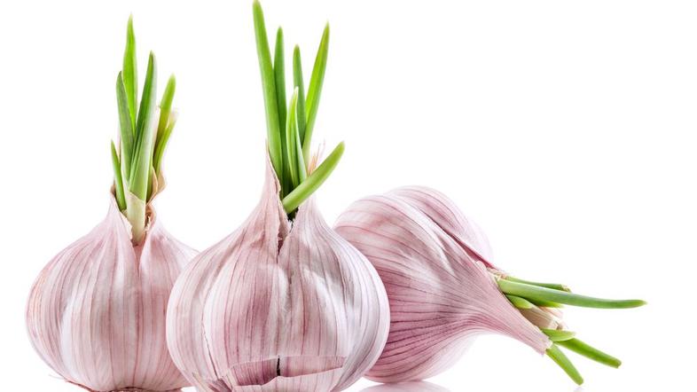 Zivljenje 03.03.14, cesen, hrana foto: shutterstock