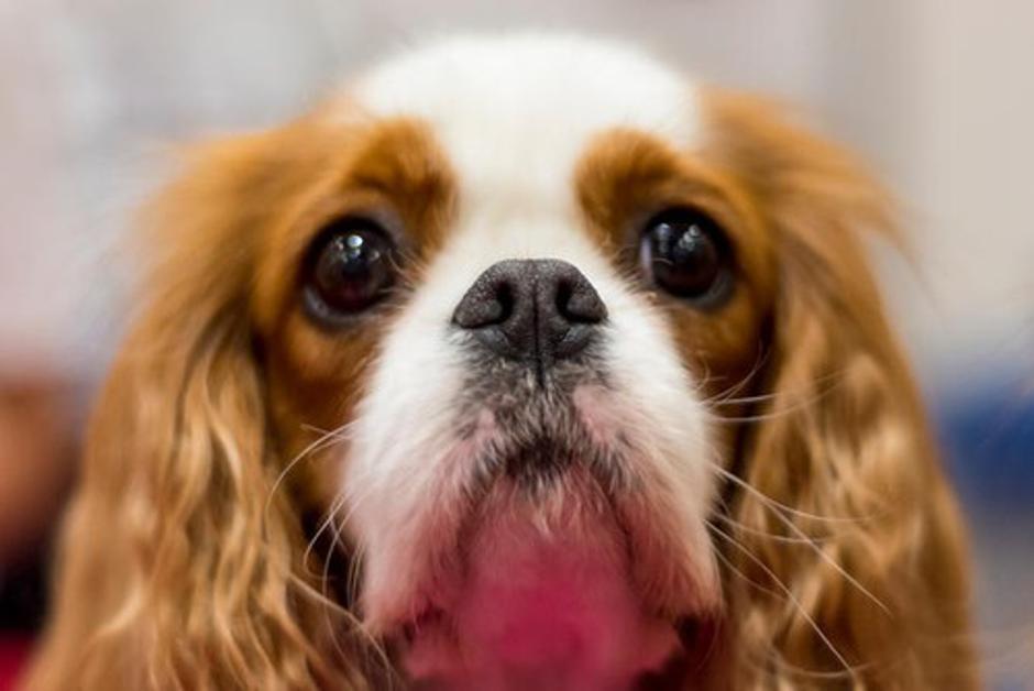 Cavalier king Charles španjel | Avtor: Profimedias
