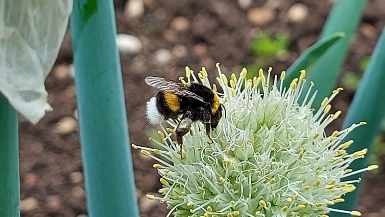 čmrlj, žuželka, vrt, narava, kmetijstvo