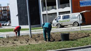 Zaposleni v Vrtnarstvu Celje so še prejšnji teden zasajali zelenice v Mestni obč