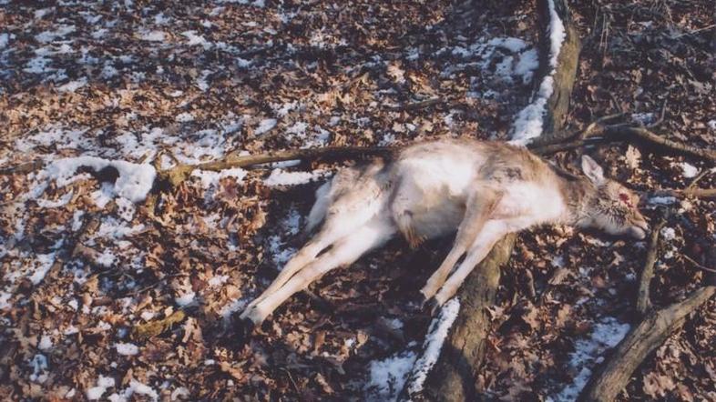 Skupna škoda je ocenjena na 10.000 evrov. (Foto: PU Murska Sobota)