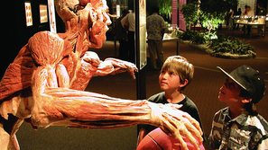 Body Worlds Vital