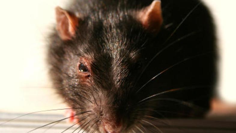 Podganam je odrezal rep in ga uporabil kot dokaz.