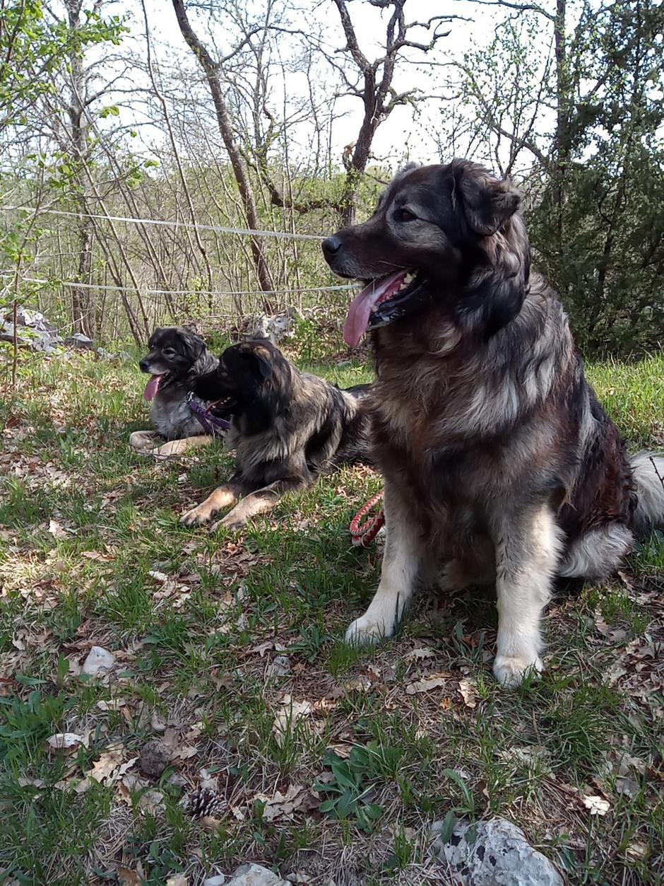 kraški ovčar | Avtor: Davorin Lisjak