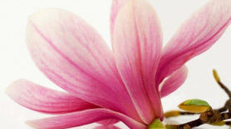 Je magnolija rešitev za neprijetno sapo?