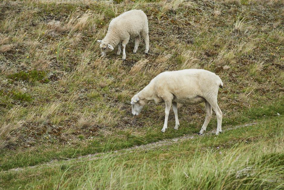 Ovce | Avtor: Profimedia