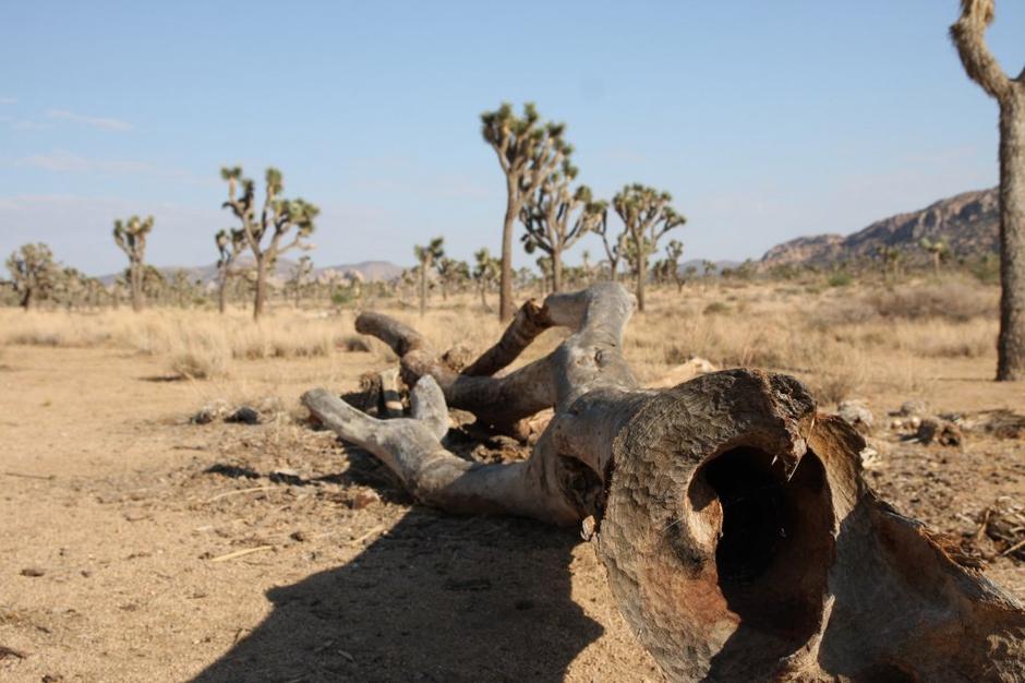 Ameriški park Joshua Tree. | Avtor: Damjan Grimšič