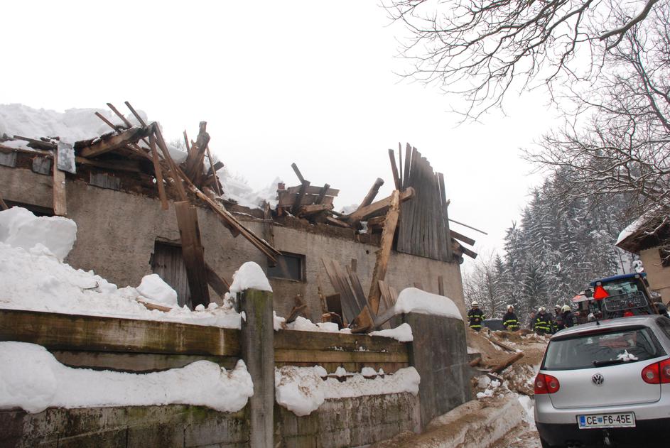 reševanje govedo krave