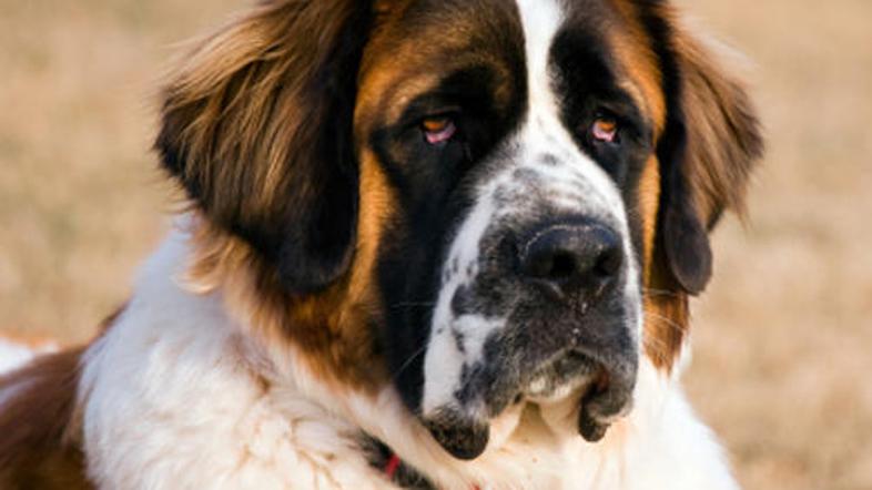 Med ujetimi psi so bili zlasti bernardinci.