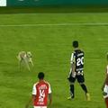 Pes je prekinil tekmo med Santa Féjem in Botafogom.