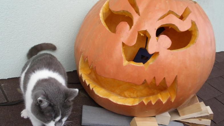 Buča naše bralke Natalije. (Foto: bralka Natalija)