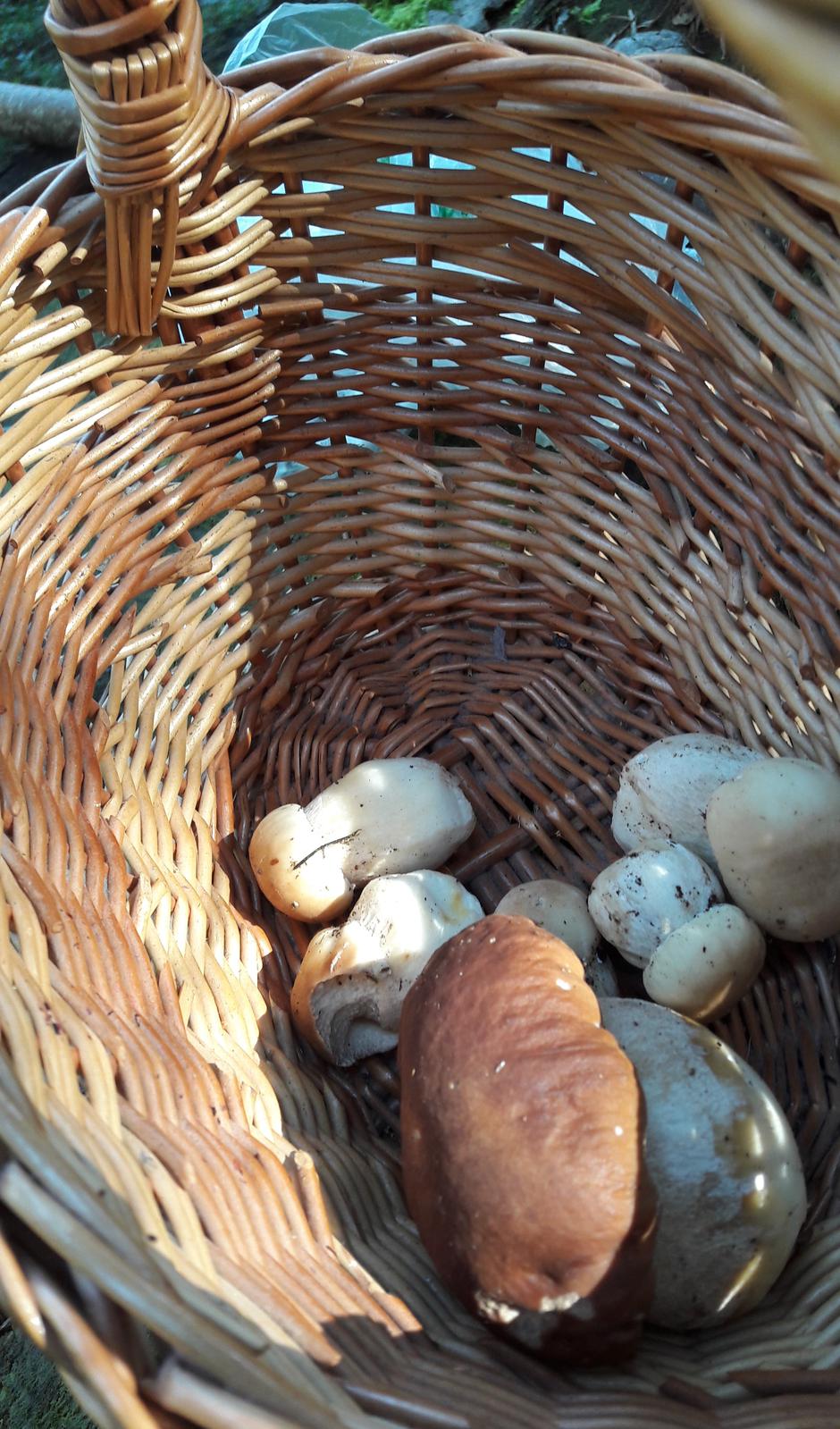 gobe, nabiranje gob, košara | Avtor: M. Ha.