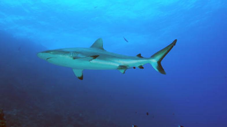 (Foto: Shutterstock)