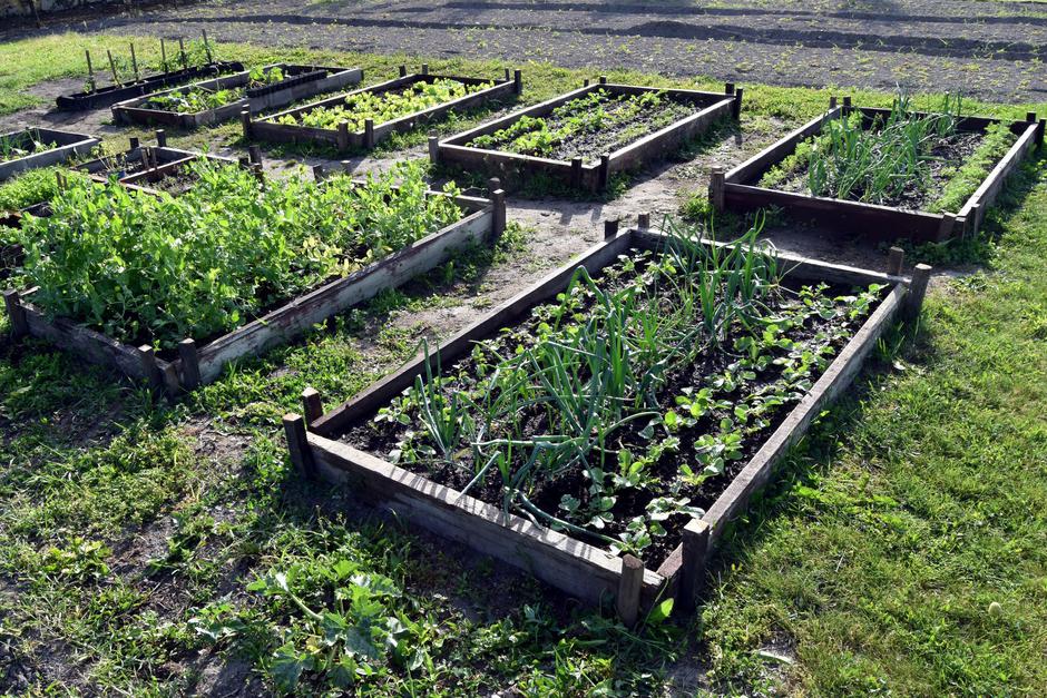 zelenjavni vrt, mešani posevki | Avtor: Profimedia