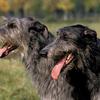 Škotski jelenar, Scottish Deerhound