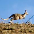 Avstralski znanstevniki so odkrili podobnosti med človeškim in kengurujevim gens