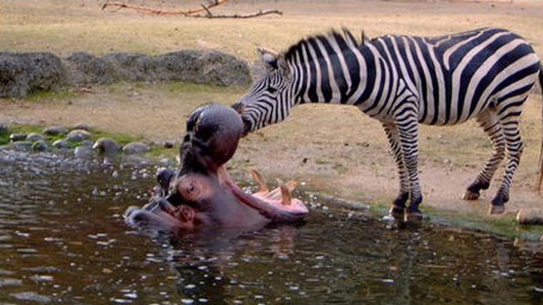 Zebra jo je odnesla povsem brez poškodb, nilski konj pa s čistimi zobmi. (Foto: 