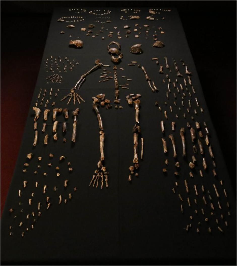 Nova vrsta človeka Homo naledi | Avtor: Profimedias