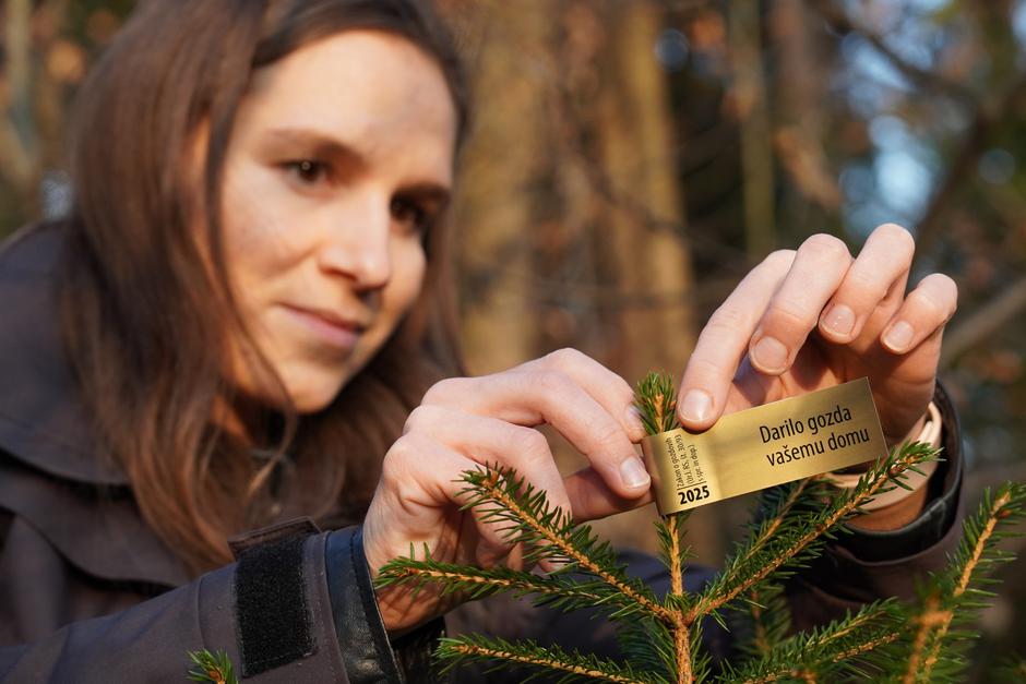 novoletna drevesca | Avtor: Zavod za gozdove Slovenije