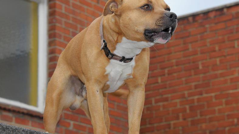 Straffordski terirer