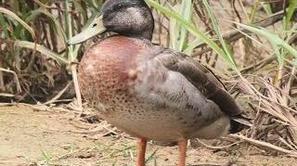 Trevor - Facebook Trevor the Duck - Niue