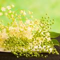 Bezeg nabirajte v sončnem vremenu. (Foto: Shutterstock)