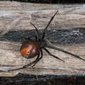 Redback spider