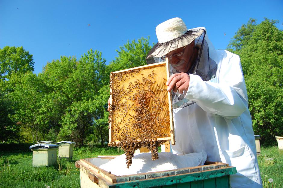čebelarstvo | Avtor: Profimedia